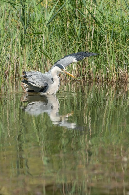 Grey heron Ardea cinerea fishing in swamp