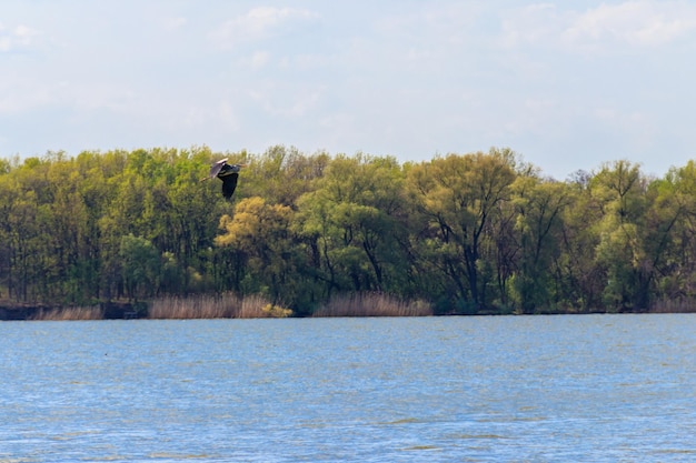 Grey heron Ardea cinerea flying over a river