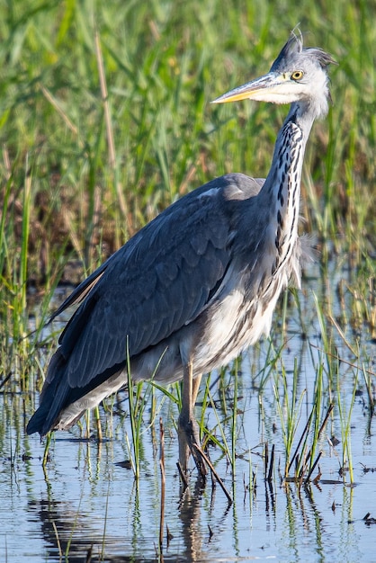 Grey heron Ardea cinerea is a common bird in emporda girona catalunya spain