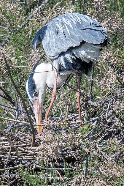 회색 헤론 Ardea cinerea는 emporda girona catalunya spain의 일반적인 새입니다.