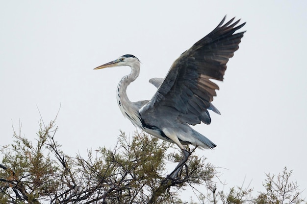 회색 왜가리 Ardea cinerea 말라가 스페인