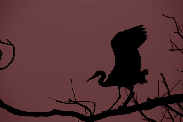 Photo grey heron ardea cinerea silhouette on a branch in the evening light