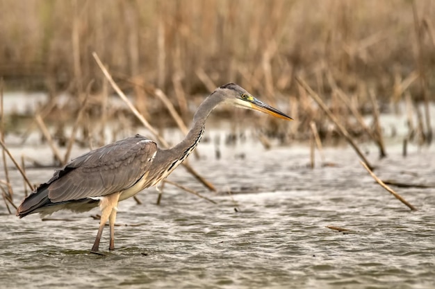 Grey heron or ardea cinerea stands in river