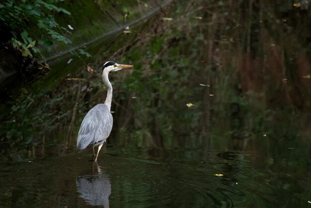 Grey Heron (Ardea cinerea) walking in a canal in Crawley