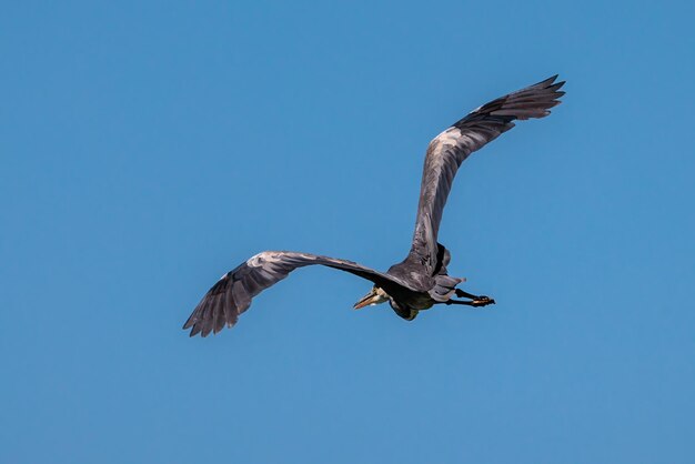 Grey heron Ardea cinerea