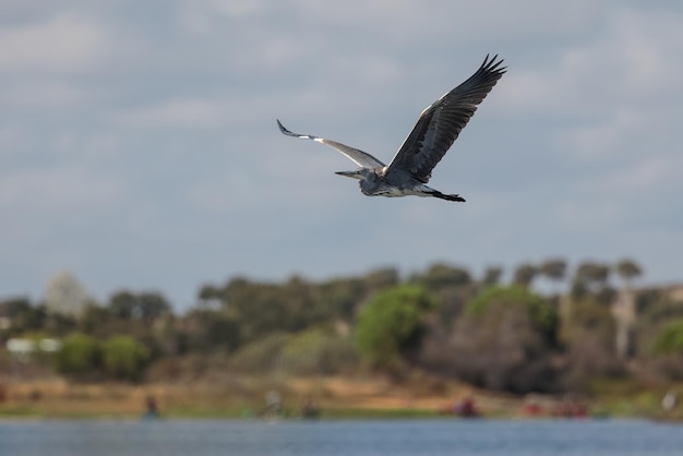 Photo grey heron ardea cinerea