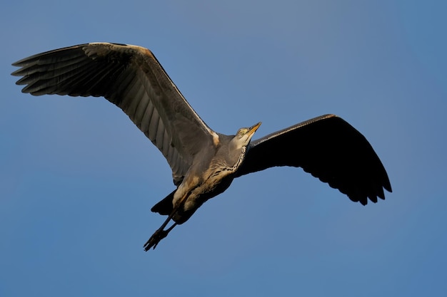 Серая цапля ardea cinerea