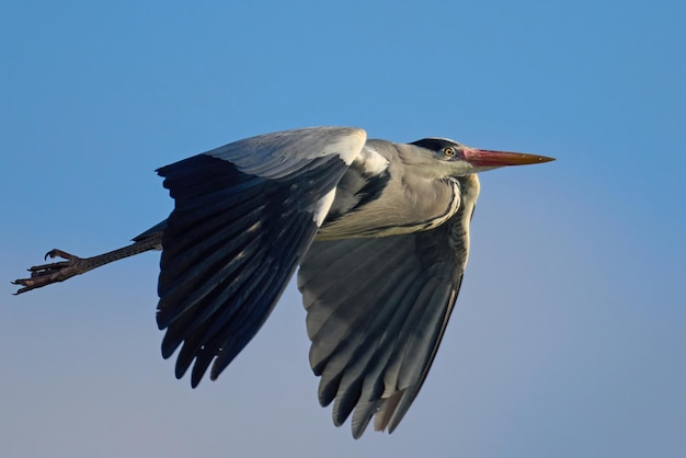 회색 왜가리 ardea cinerea