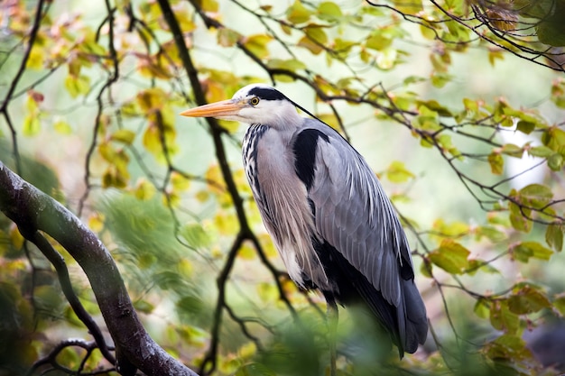 木の上の灰色のサギの鳥