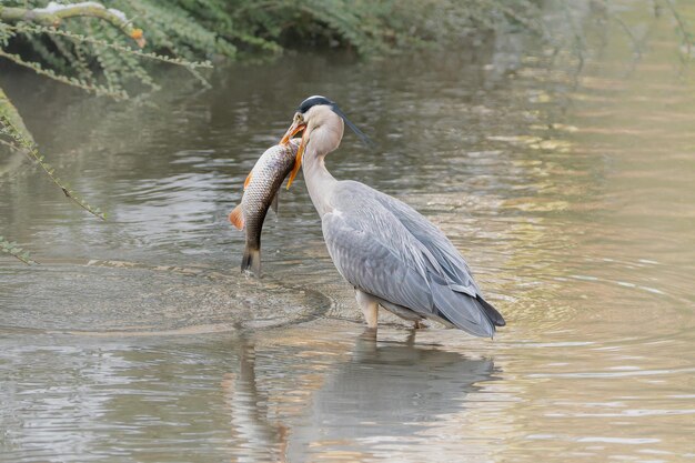 Photo grey heron bird