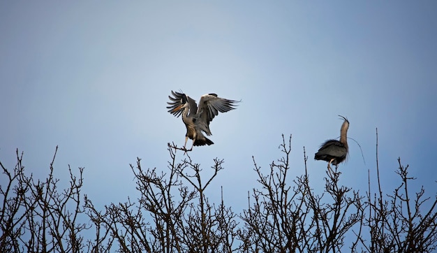 Grey heron building and repairing nests