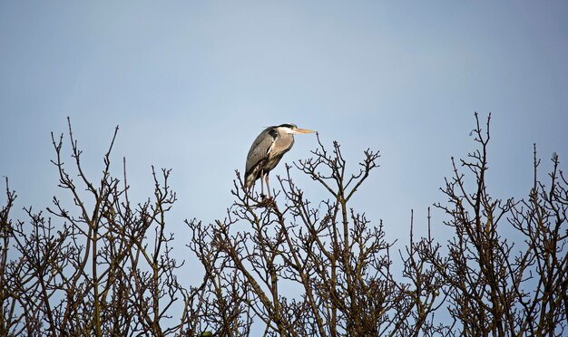 Grey heron building and repairing nests