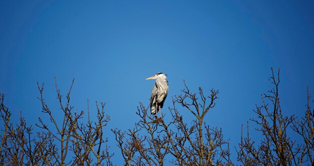 Airone cinerino che costruisce e ripara i nidi