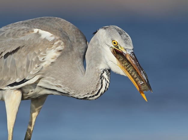 Grey heron eating fish. Unusual morning light