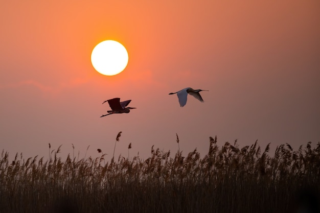 Grey heron and eurasian spoonbill flying against the sun