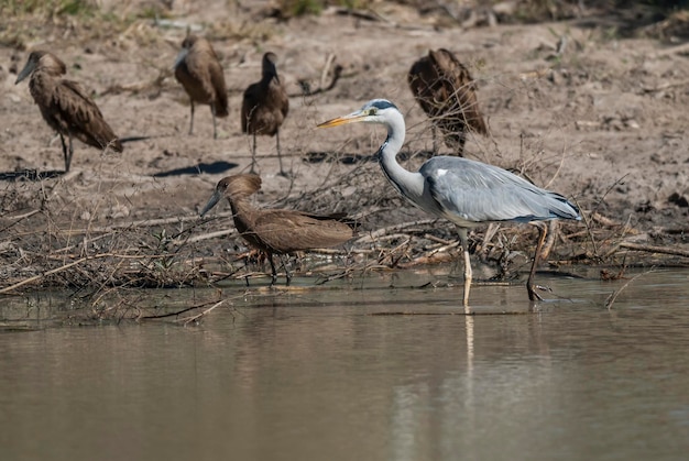 Grey Heron fishing South Africa