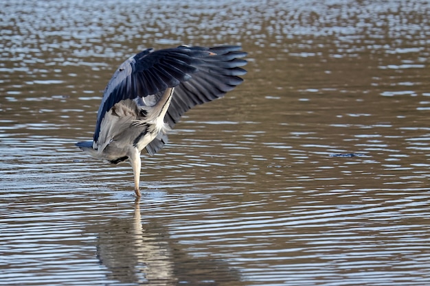 Grey Heron Fishing