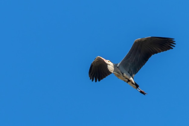 Серая цапля в полете (Ardea cinerea) голубое небо.