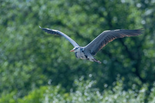 Grey Heron Flight ardea herodias Grey Headed Heron Fly