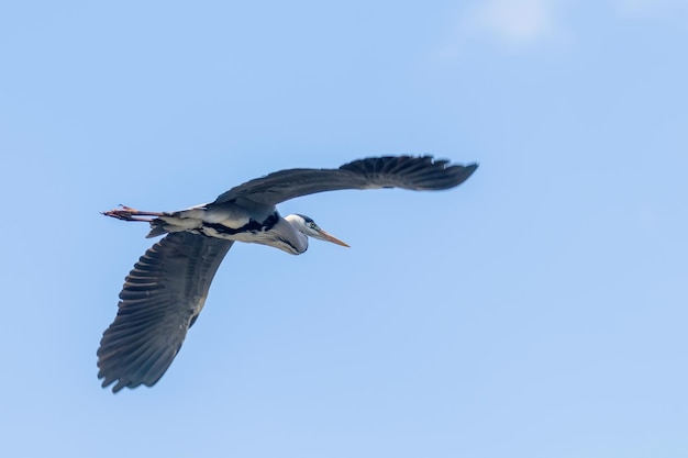 Grey Heron Flight ardea herodias Grey Headed Heron Flying Blue Sky