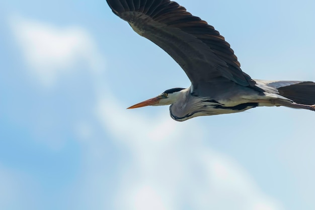 회색 왜가리 비행 (ardea herodias) 회색 머리 왜가리 비행