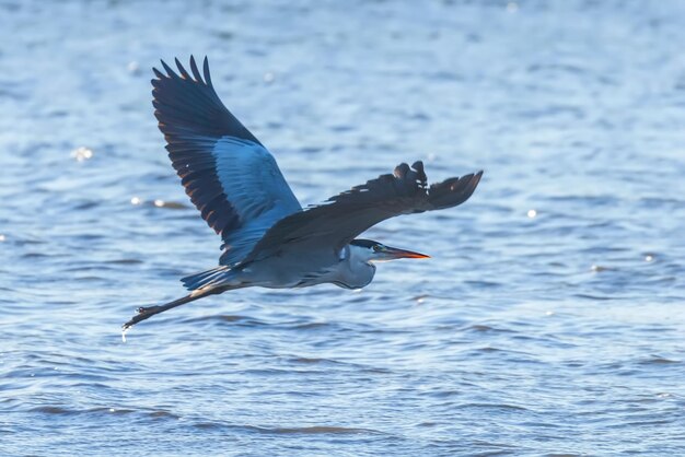 Стая серой цапли ardea herodias Летающая серая цапля