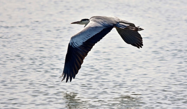 Grey Heron in flight