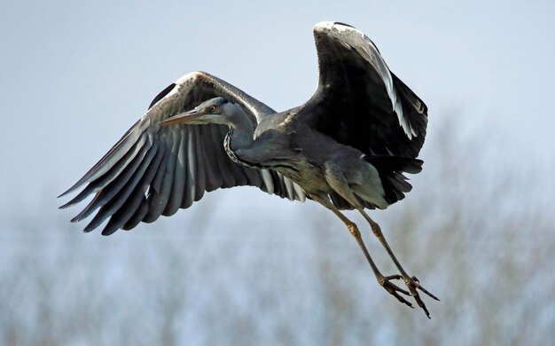 Grey heron flying over the lake