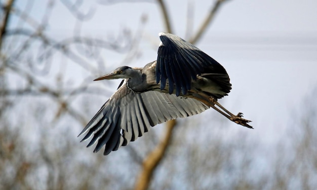 Grey heron flying over the lake