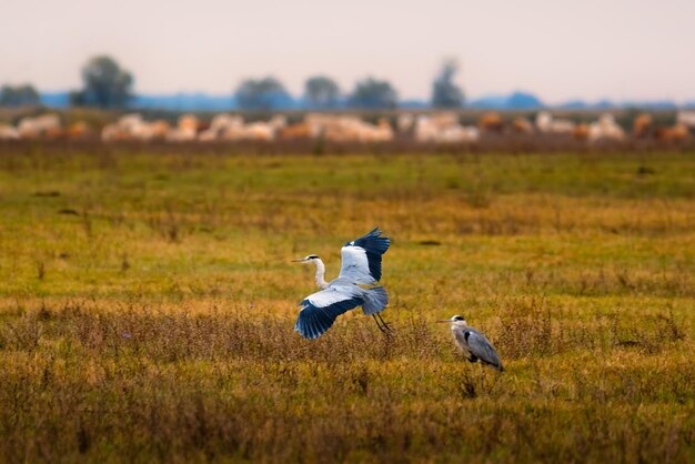 Grey heron flying over meadow