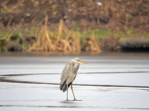 Photo grey heron on the frozen water snow all around