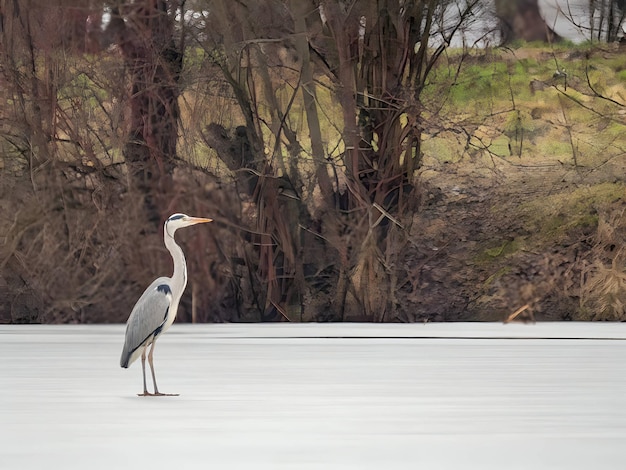 Photo grey heron on the frozen water snow all around