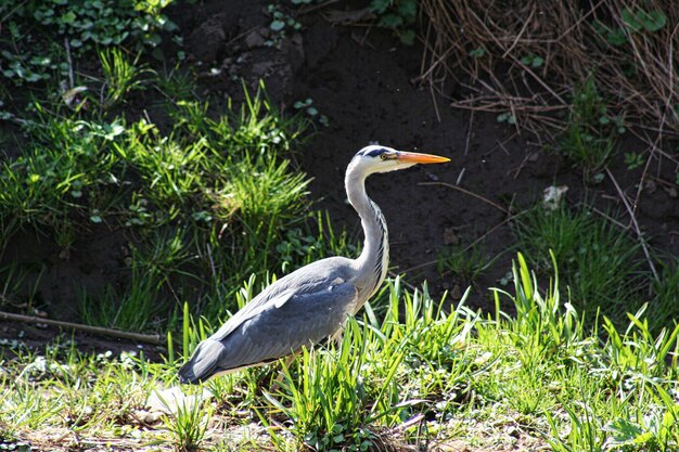 Grey heron on grass in sunlight