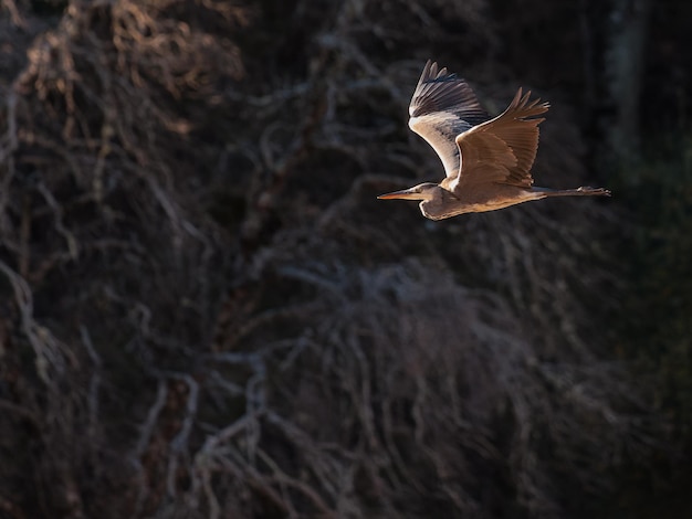 Airone cenerino nel suo ambiente naturale