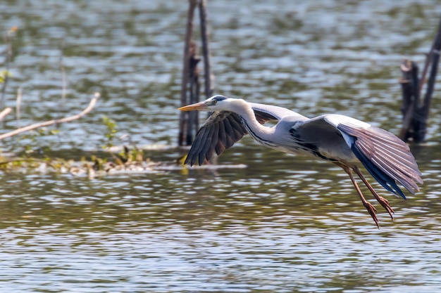 Серая цапля приземляется на ardea herodias Серая цапля