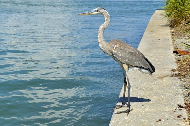 Foto heron grigio nome latino ardea cinerea