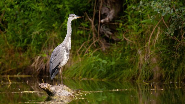 Grey heron looking from a wood in water