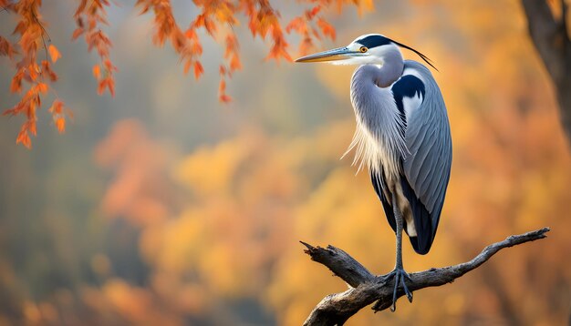 Photo grey heron perched on the branch during autumn with beautiful colorful tree in the background