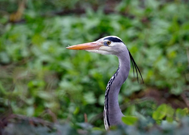 Grey heron portrait shots