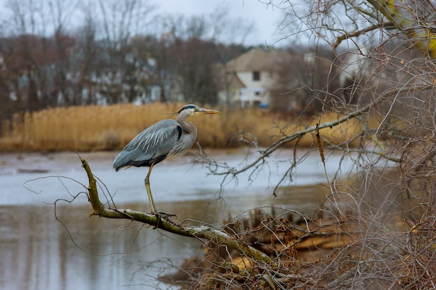 A grey Heron sitting on the branch of a tree.