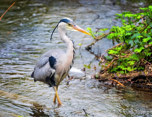 写真 国内の池で魚を捕まえようとしているアオサギ典型的な英国の公園