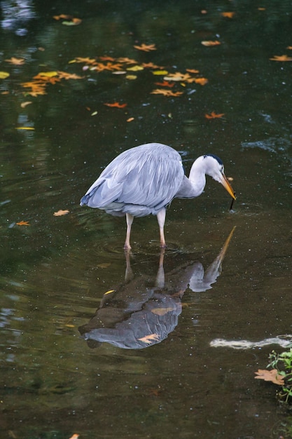 Grey heron on the water lurking for prey elegant hunter Animal photo of a bird