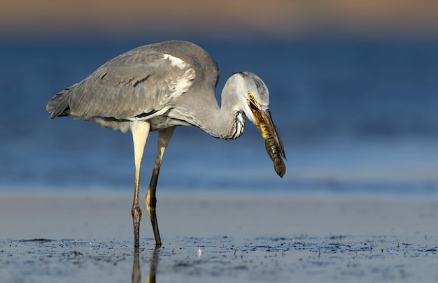 Grey heron with fish in beak. Unusual soft morning light