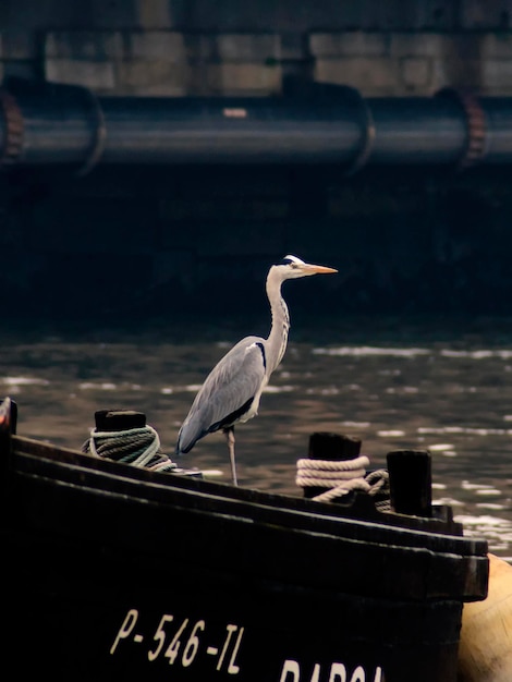 Grey Heron