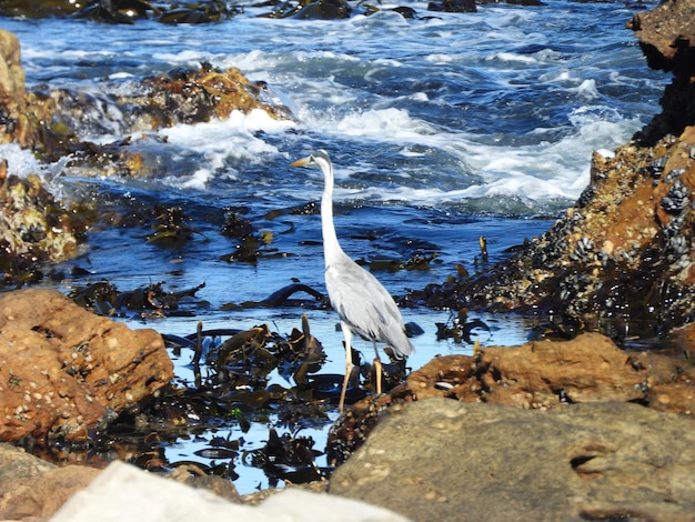 Grey heron