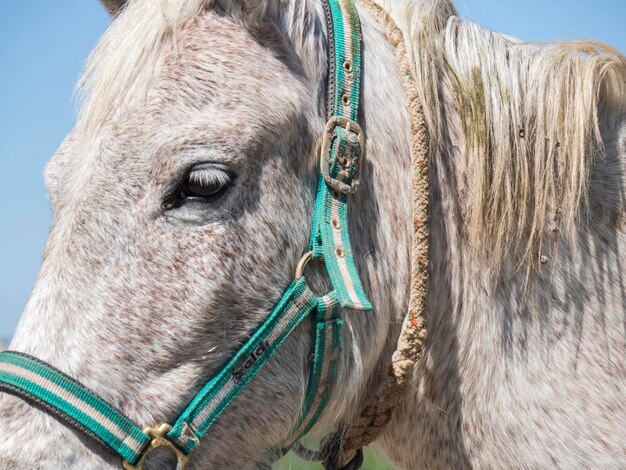 フィールドの灰色の馬