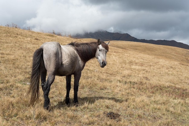 Grey horse in the mountains