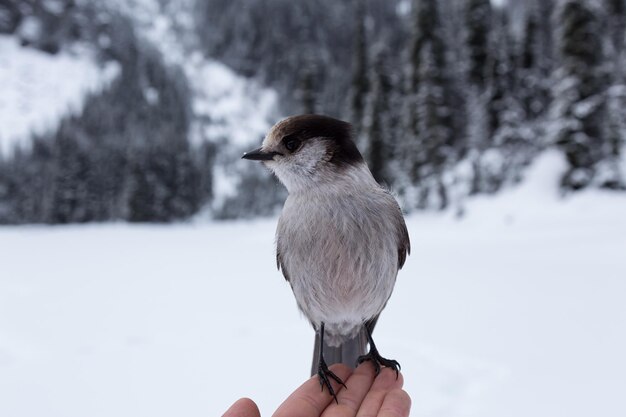 Grey Jay sitting on hand