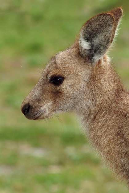 Grey Kangaroo Macropus fuliginosus pup