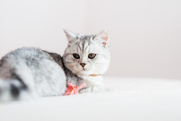 Grey kitten on couch Furry pedigreed pet indoors Little best friends concept